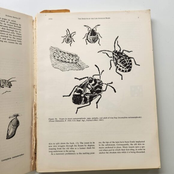The Insects of the Los Angeles Basin Vintage Book by Charles L. Hogue 19… - Picture 8 of 16